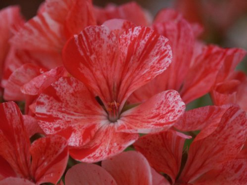 Confetti Red - �gg- och F�gel�ggspelargoner.