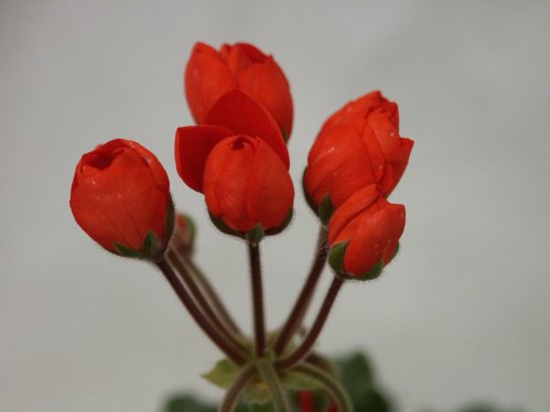 Conny - Tulpan- och Fingerpelargoner .