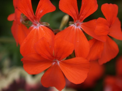 Contrast - Brokbladiga pelargoner .