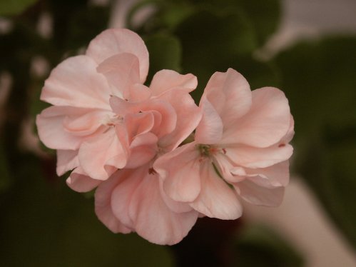 Cooks Peach Blossom - Zonalpelargoner.
