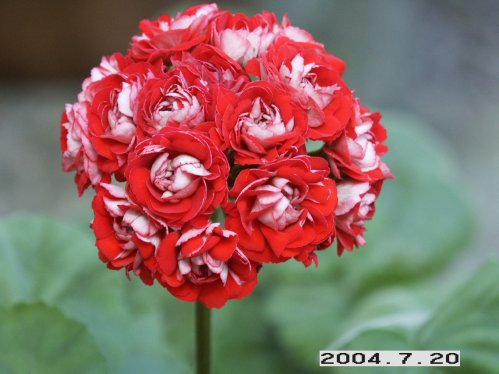 Cook�s Scarlet and White - Rosenknoppspelagoner.