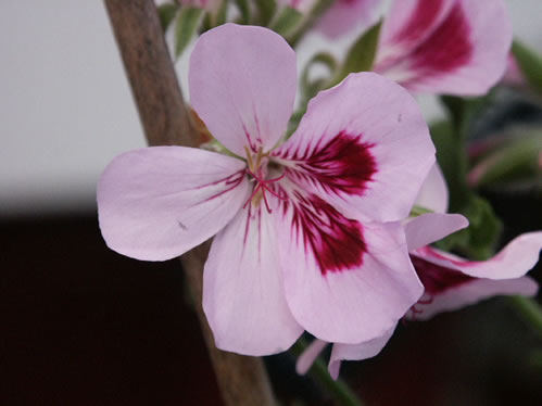 Copthorne - Doftpelargoner.