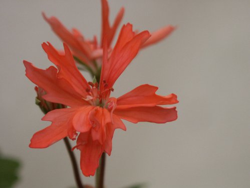 Coral Tassel - Stj�rnpelargoner.