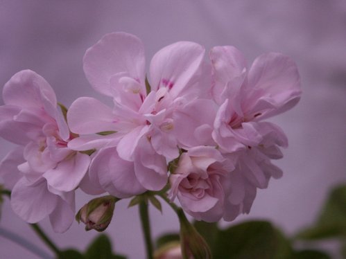 Cottalilac Queen - H�ngpelargoner.