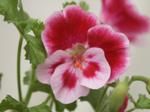Cottenham Jubilee - �nglapelargoner.
