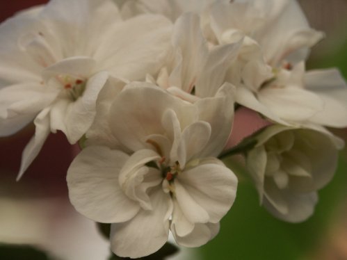 Cottontails - Mini- och Dv�rgpelargoner.