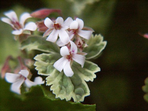 Creamery Nutmeg - Doftpelargoner.