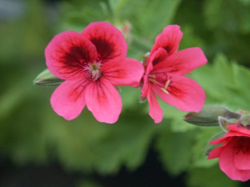 Crimsons Uniqu - Unikpelargoner.