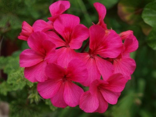 Crocodile - H�ngpelargoner.