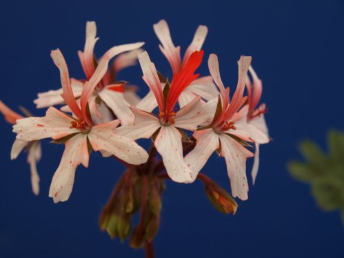 Crystal West - Stj�rnpelargoner.