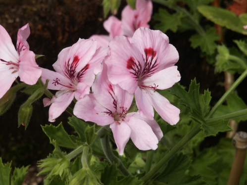 Dainty Maid - Doftpelargoner.