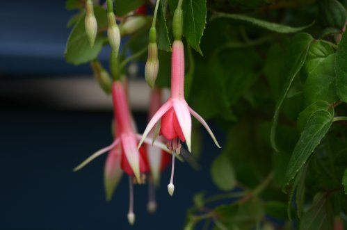 Daisy Bell - Halvh�ngande Fuchsia.