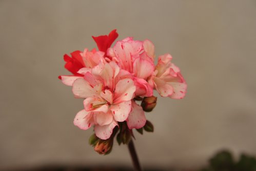 Dallimore - �gg- och F�gel�ggspelargoner.