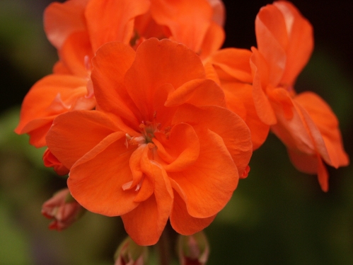 Danny West - Brokbladiga pelargoner .