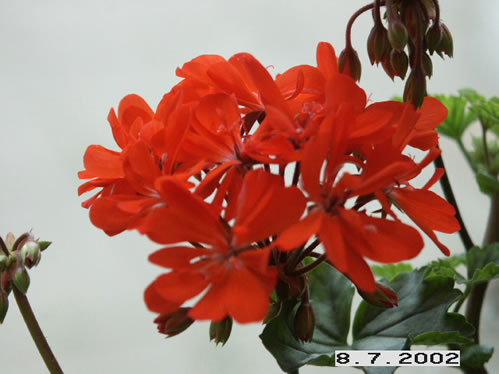 David Mitchell - Mini- och Dv�rgpelargoner.