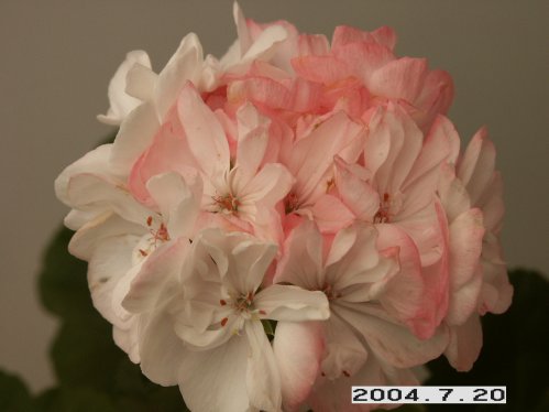 David John - Mini- och Dv�rgpelargoner.