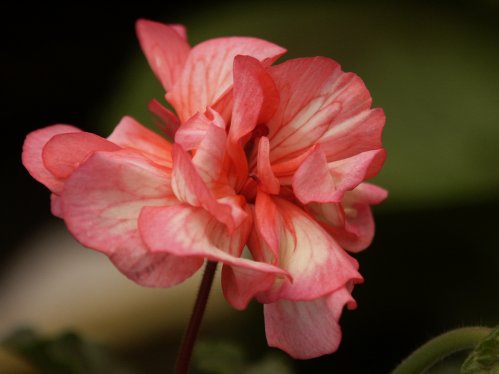 Davina - Mini- och Dv�rgpelargoner.
