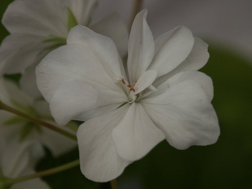 Deacon Arlon - Mini- och Dv�rgpelargoner.