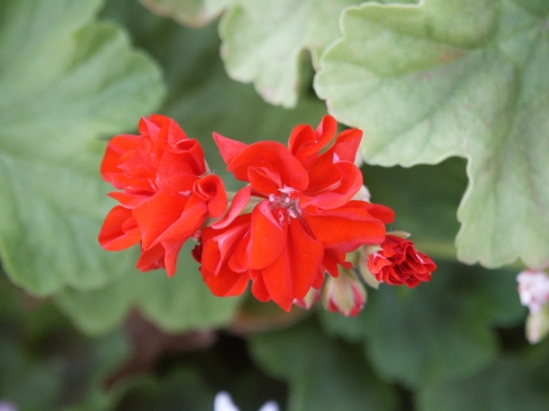 Deacon Barbeque - Mini- och Dv�rgpelargoner.