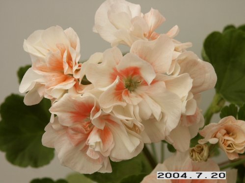 Deacon Birthday - Mini- och Dv�rgpelargoner.