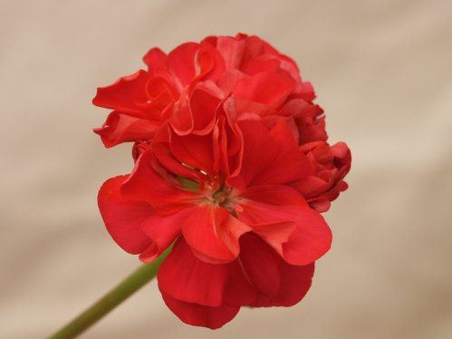 Deacon Finale - Mini- och Dv�rgpelargoner.