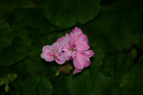 Deacon Lilac Mist - Mini- och Dv�rgpelargoner.