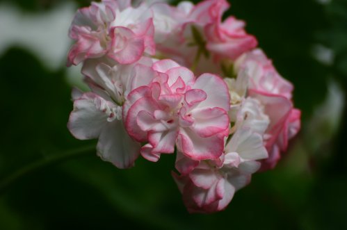 Deacon Picotee - Mini- och Dv�rgpelargoner.