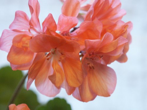 Deacon Trousseau - Mini- och Dv�rgpelargoner.