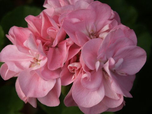 Deacon Constancy - Mini- och Dv�rgpelargoner.