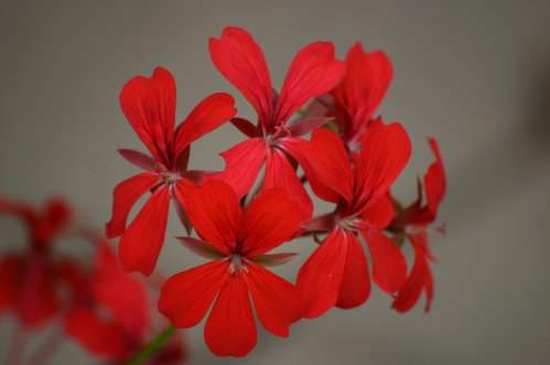 Decora Red - H�ngpelargoner.