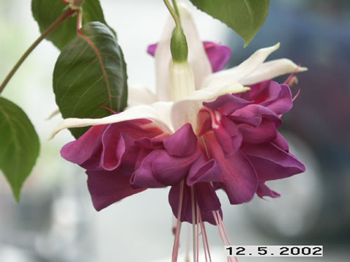 Deep Purple - H�ngande Fuchsia.