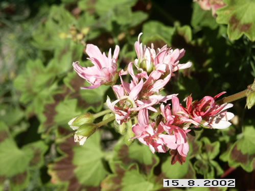 Deerwood Pink Puff - Stj�rnpelargoner.