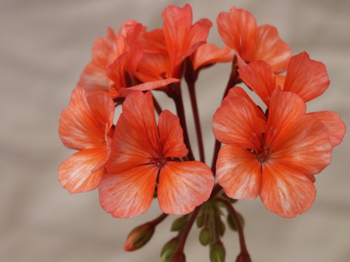 Deerwood Autumn Sunset - Mini- och Dv�rgpelargoner.
