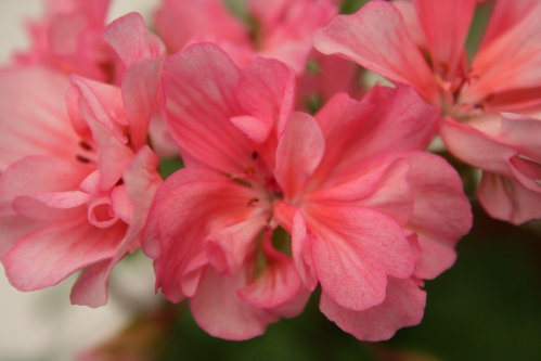 Deerwood Darling - Mini- och Dv�rgpelargoner.