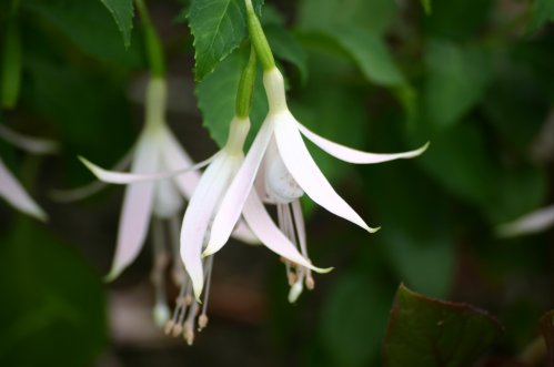 Delicate White - Uppr�ttv�xande Fuchia.