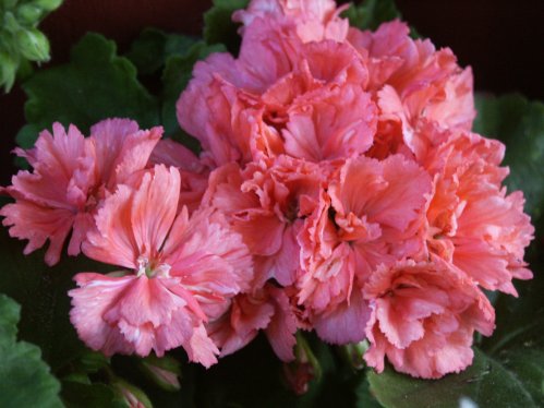 Diana Palmer - Kaktus- och Nejlikepelargoner .