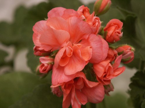 Sport av Diana Palmer - Zonalpelargoner.