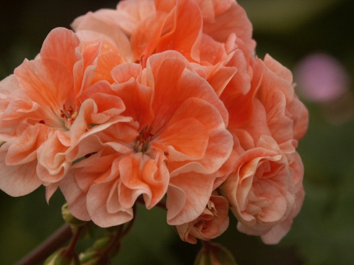 Diddi Di - Mini- och Dv�rgpelargoner.