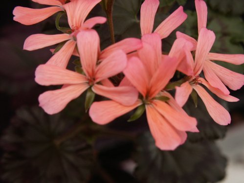 Dimeierii Apricot - Mini- och Dv�rgpelargoner.