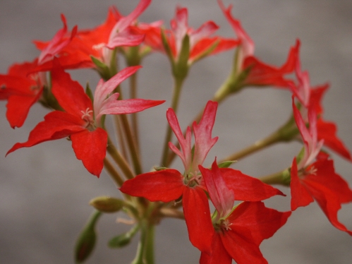 Dimeierii Nada - Stj�rnpelargoner.