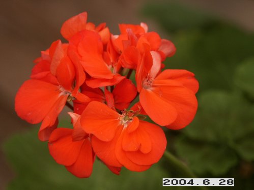 Dimeierii Rosebud - Rosenknoppspelagoner.