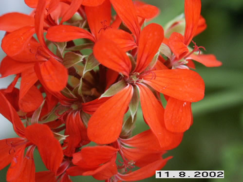 Distinction - Brokbladiga pelargoner .