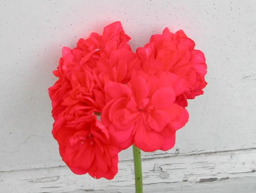 Dodds Super Double - Zonalpelargoner.