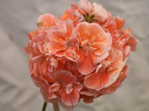 Bullareblomman - Zonalpelargoner.