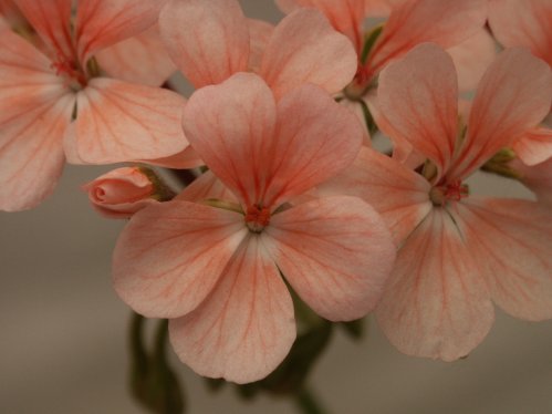Dolly Vardon Rosa - Brokbladiga pelargoner .