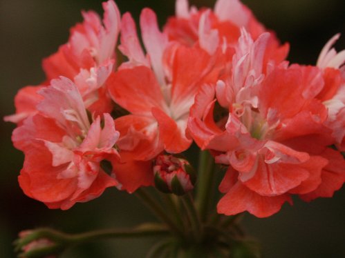 Don Chevarton - Stj�rnpelargoner.
