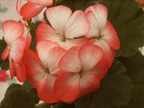 Dopey - Mini- och Dv�rgpelargoner.