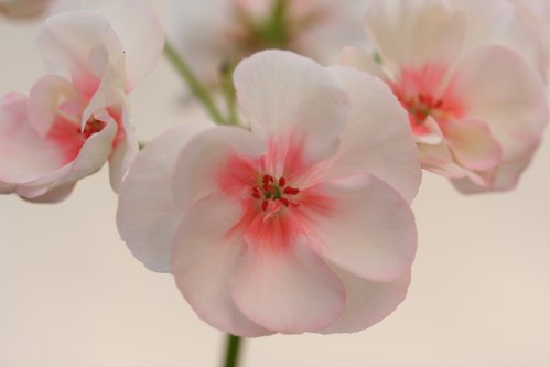 Downlands - Zonalpelargoner.
