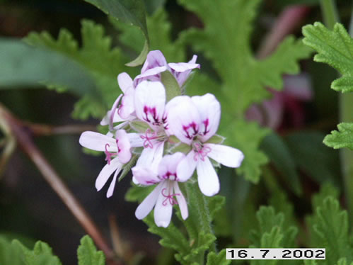 Dr Westerlund  - Doftpelargoner.