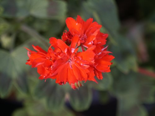 Dragons Breath - Stj�rnpelargoner.